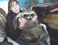 75 pounds Racoon