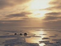 A Walk Towards Heaven - Polar Bears