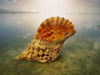 Giant Triton Shell, Australia