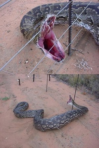 huge-python