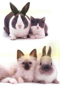 Bunnies, Cats and Dogs Look Alike