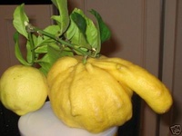 Penis Limon