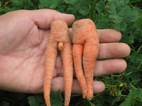 Carrot Man and Woman
