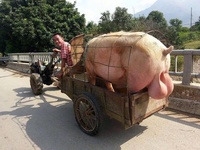 Giant Pig with Giant NUTS!