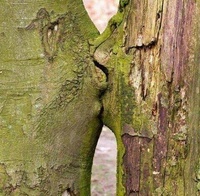 Tree Kiss