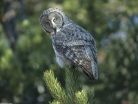 A New Perspective, Great Grey Owl