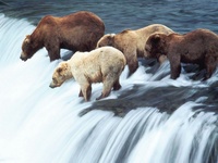 Bears fishing
