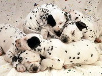dalmatian puppies sleeping