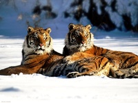 tigers laying in the snow