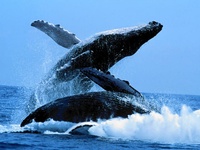 whales jumping out of the water