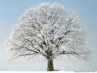 snowed tree