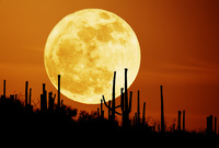 saguaro-moon