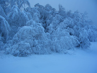 Snowed Trees