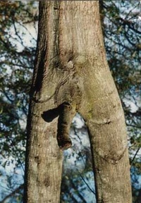 Tree dick