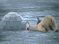 anybody-home-polar-bear-iglu
