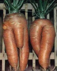 Carrots Couple