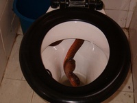 toilet-cobra-02