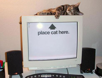 Place Cat Here
