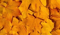 Leaves Yellow
