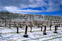 Vineyard Winter
