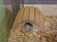 2 Cute Hamsters!
