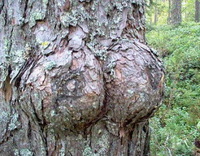 Boobs Tree