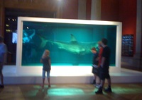 Huge Shark in Formol - side view