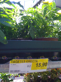 Tagetes Erecta