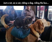 A Rat, on a Cat, Riding a Dog, in the Bus