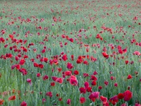 Red Poppies, Yonne, France