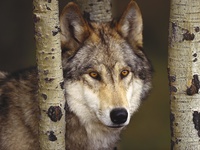Watcher in the Woods, Grey Wolf