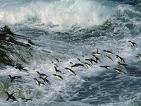 Rockhopper Penguins Surfing Into Shore, Falkland Islands