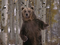 What Up, Yo! Grizzly Bear
