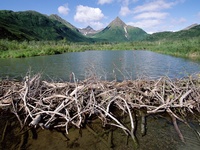 Beaver Dam, Tikchik State Park, Alaska, USA
