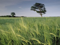Barley Field, North Somerset, United Kingdom