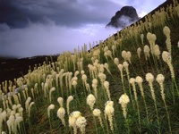 Blooming Beargrass and a Clearing Storm